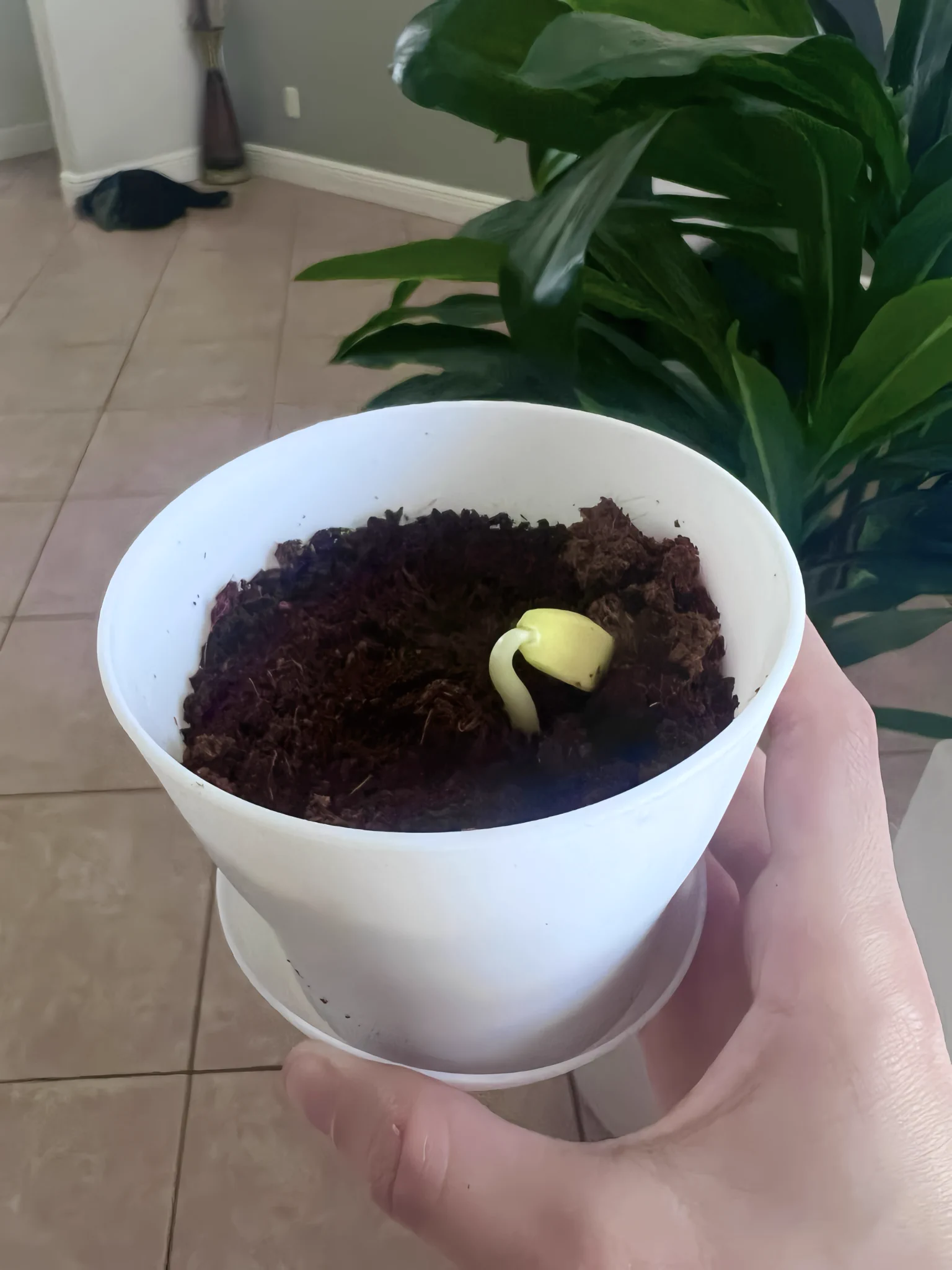 Hello, little bonsai tree. See you in 10 years. https://t.co/nmqcdUpFRb