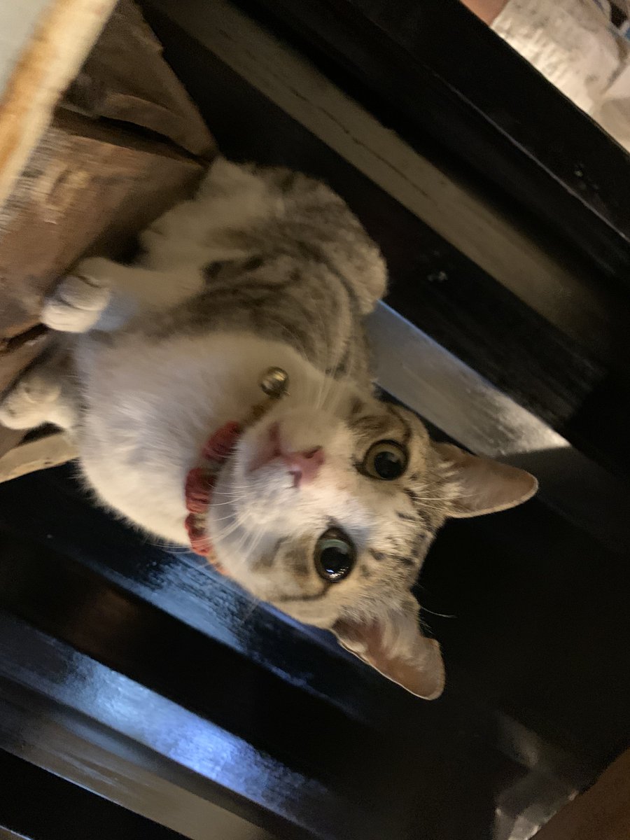 送你們招財貓，找到屬於你的變態跟財運！ https://t.co/HQoVLpv8Nm