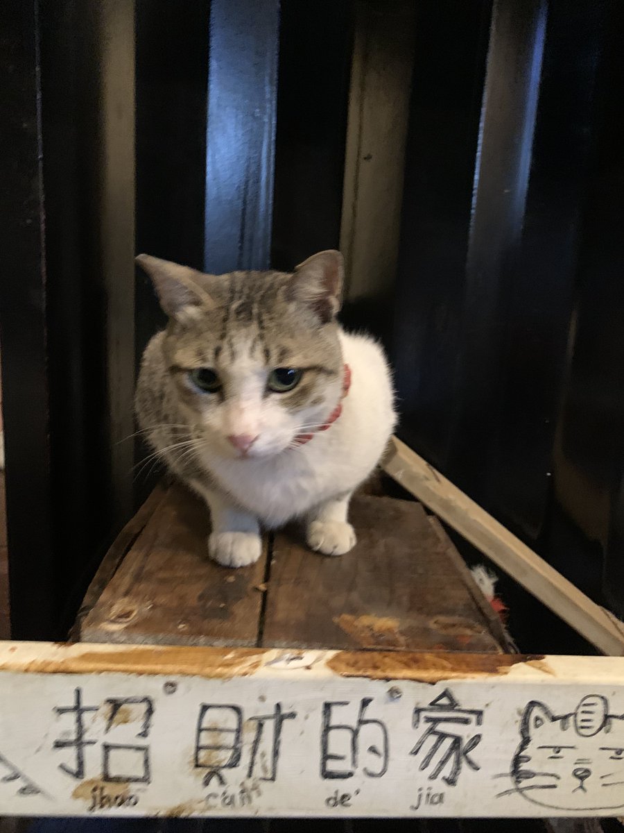 送你們招財貓，找到屬於你的變態跟財運！ https://t.co/HQoVLpv8Nm