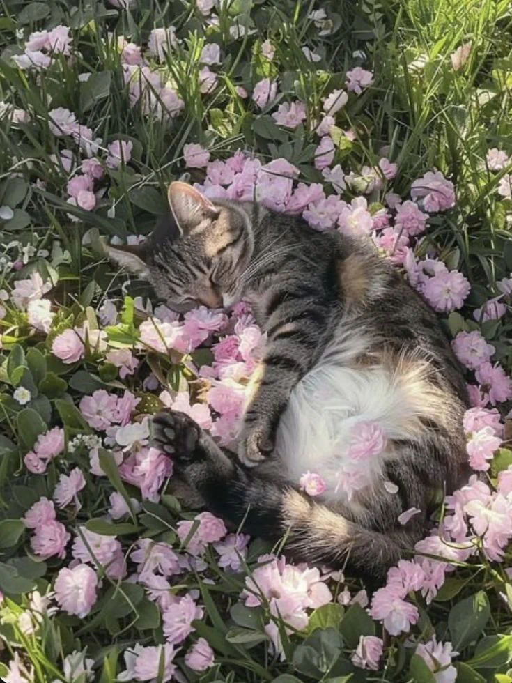 hello spring https://t.co/QBUvMycvWH