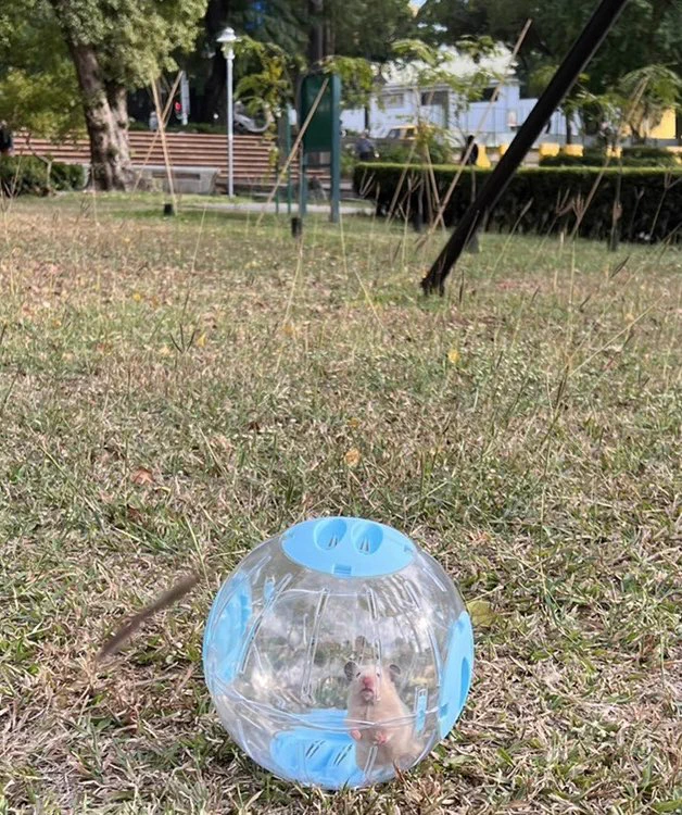 別人遛狗遛貓狗狗遛鼠😆他不是QQ 他是奶ㄉㄟˇ奶ㄉㄟˇ是狗狗養的老鼠裡面最好看的一隻😳 https://t.co/0hSHHj9FAy