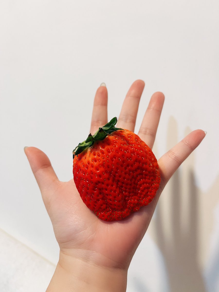 早餐吃了拳頭大的草莓🍓

日本進口、汁多香甜、飽滿紮實

一顆350(　ﾟᵕﾟ)

不要問我為什麼買得下去
反正回神的時候就已經買了..
就當給自己的情人節禮物😌 https://t.co/et1W8FouvF