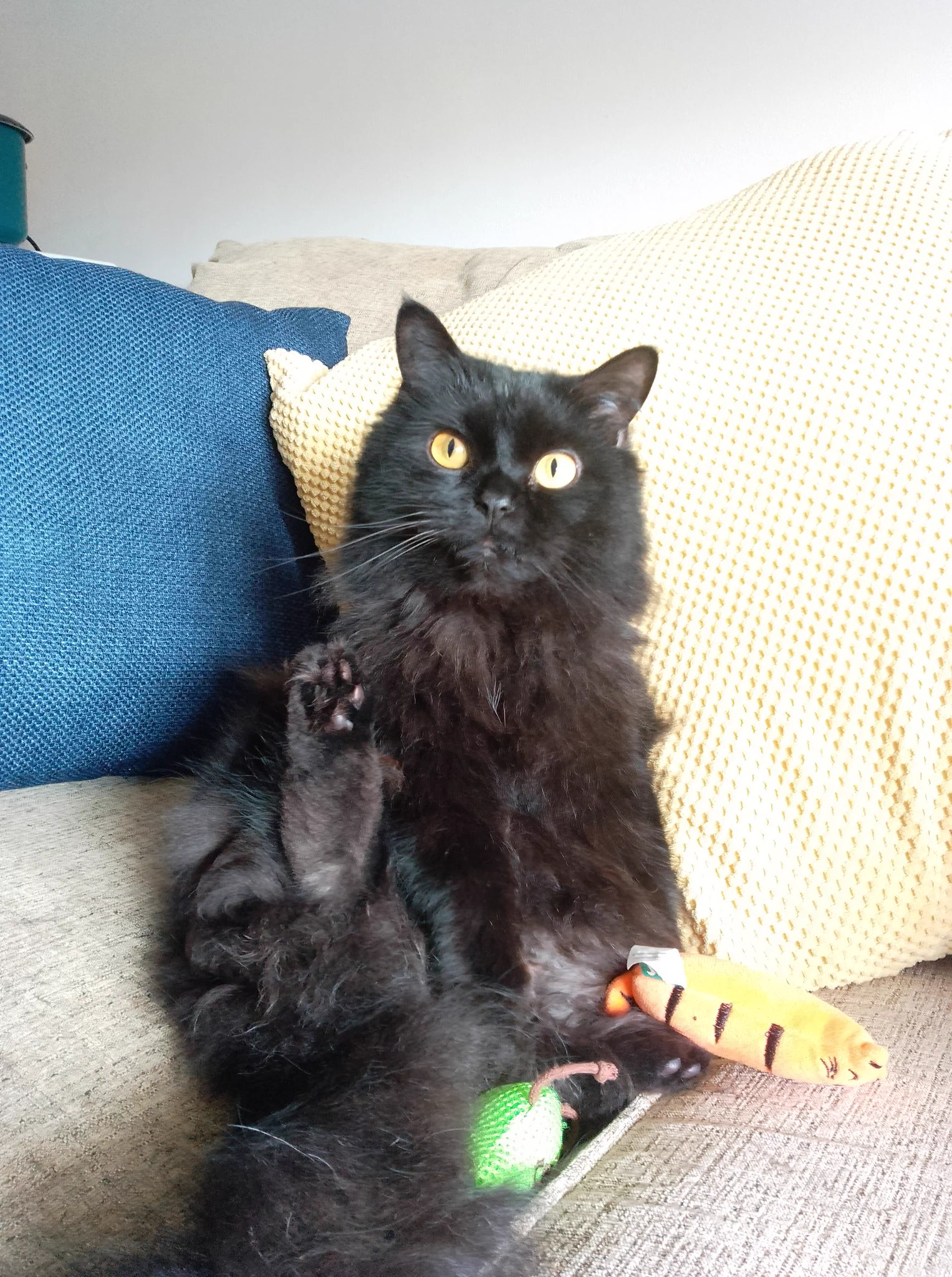 Henlo *Waves toebeans* https://t.co/qxKiATxaiT