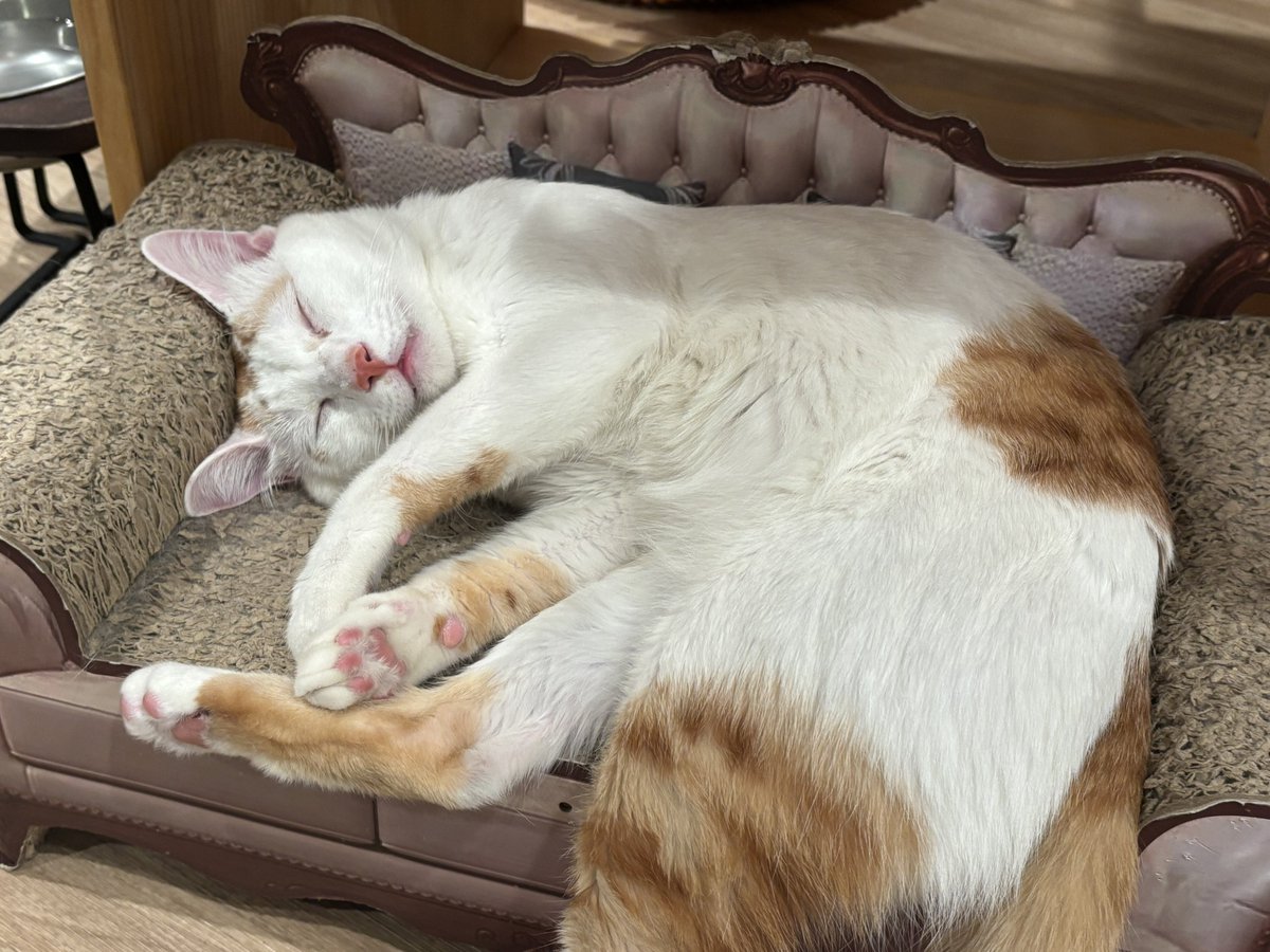 今天跟朋朋來貓咖😻
晚上還沒有局
應該是可以接個付費約會 https://t.co/CxaGAHruCv