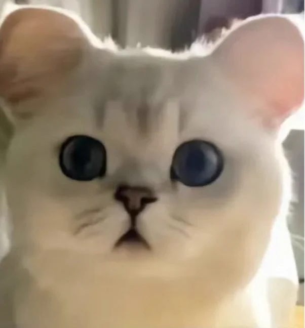 主波要出小马噜 想看曼波还是寄寄子呀 https://t.co/wbfpDjbSO7