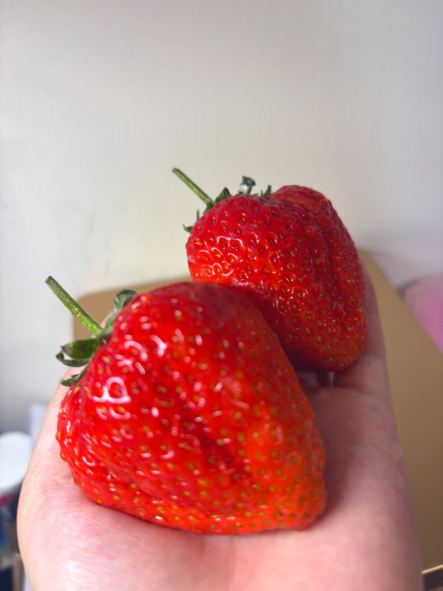 草莓真的有甜的！
現在的我是草莓大富翁😻
有二十幾顆超大草莓
好好吃好幸福噢🥰🥰
就是不能年年吃
實在太貴了
每一顆都好奢侈
一顆都頂我一餐了🥹 https://t.co/2ZPmIzdIjV