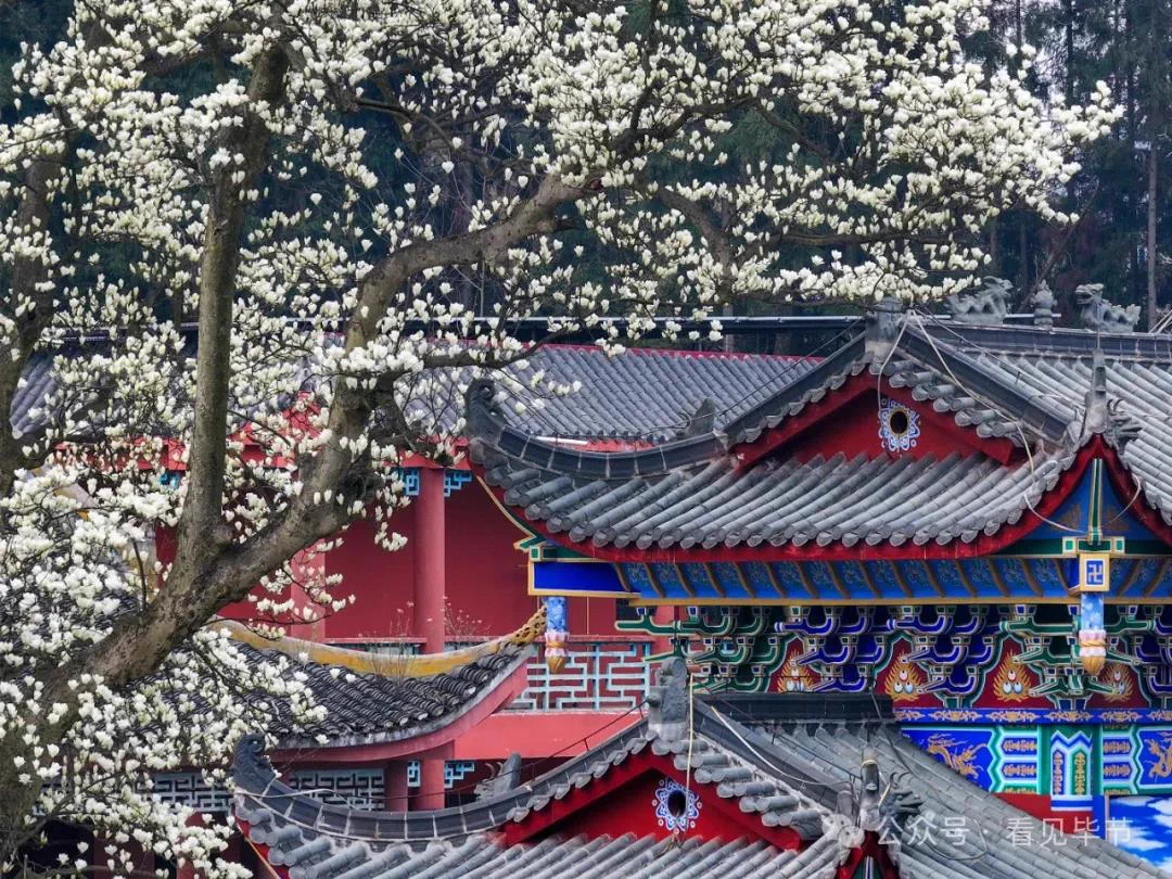 🤩A 600-year-old magnolia tree at #Bijie's Lingfeng Temple is in full bloom! Delicate white flowers adorn the branches, bringing endless #spring vibes. #VisitBijie #BijieBloom 👇👇 https://t.co/x2ivd6naHp