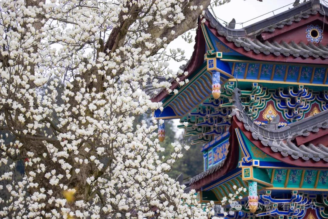 🤩A 600-year-old magnolia tree at #Bijie's Lingfeng Temple is in full bloom! Delicate white flowers adorn the branches, bringing endless #spring vibes. #VisitBijie #BijieBloom 👇👇 https://t.co/x2ivd6naHp