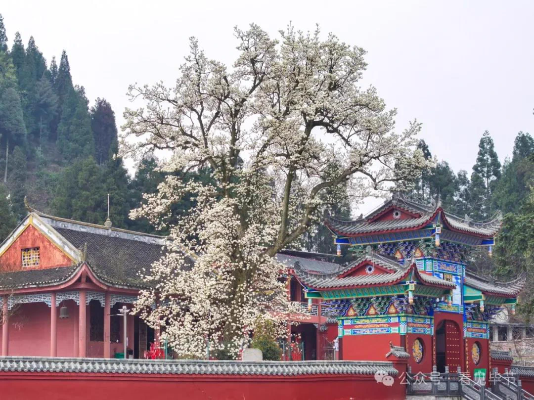 🤩A 600-year-old magnolia tree at #Bijie's Lingfeng Temple is in full bloom! Delicate white flowers adorn the branches, bringing endless #spring vibes. #VisitBijie #BijieBloom 👇👇 https://t.co/x2ivd6naHp