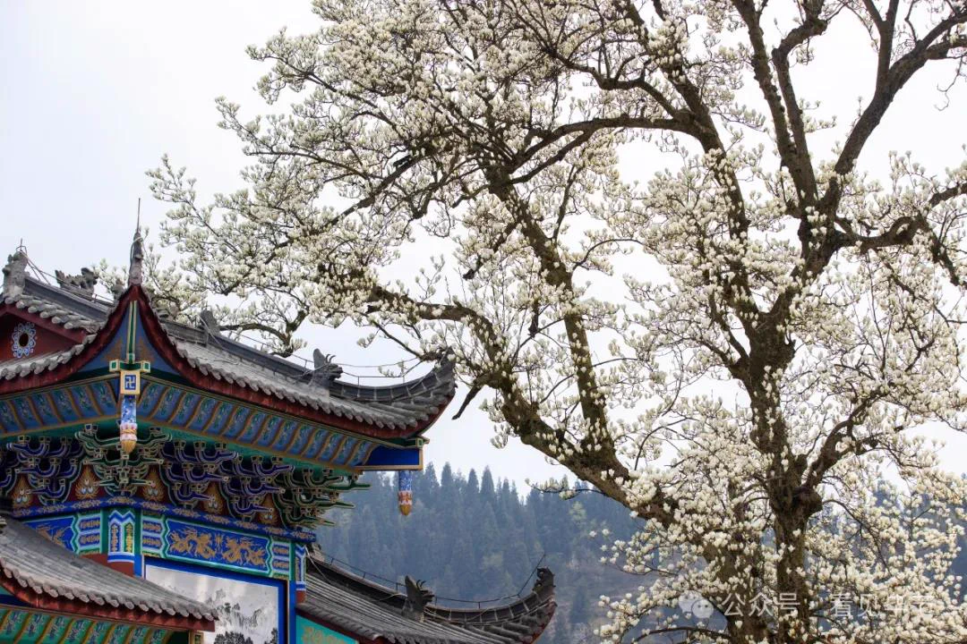 🤩A 600-year-old magnolia tree at #Bijie's Lingfeng Temple is in full bloom! Delicate white flowers adorn the branches, bringing endless #spring vibes. #VisitBijie #BijieBloom 👇👇 https://t.co/x2ivd6naHp