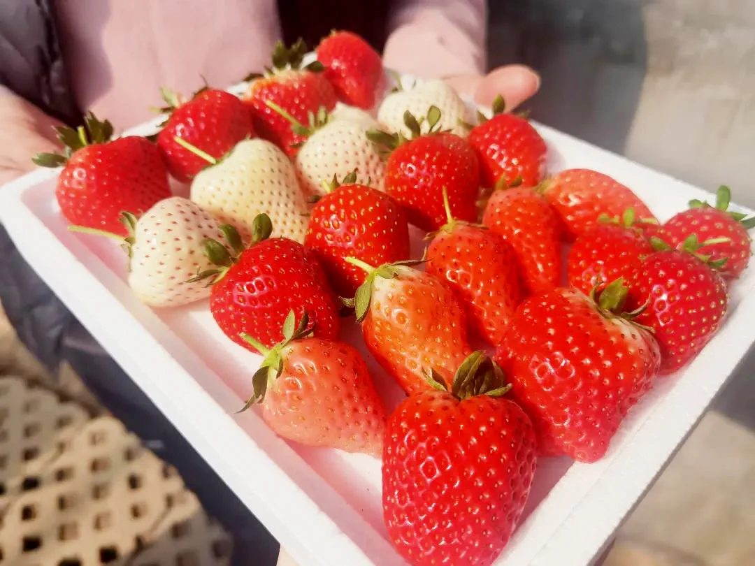 따스한 봄바람이 살랑이고 만물이 소생하는 계절이 돌아왔습니다. 봄에만 맛볼 수 있는 신선함을 입안 가득 느낄 수 있는 시기이기도 하죠! 지금 바로 옌타이 즈푸(芝罘)구에서 제철 해산물과 부드러운 산나물, 새콤달콤한 딸기와 같은 ‘첫봄의 신선함’을 만나보세요~🥢🍽️🍈🍊🍎 #옌타이레저생활 #봄날의옌타이 #혀끝으로만나는옌타이 (출처=옌타이시 문화관광국)