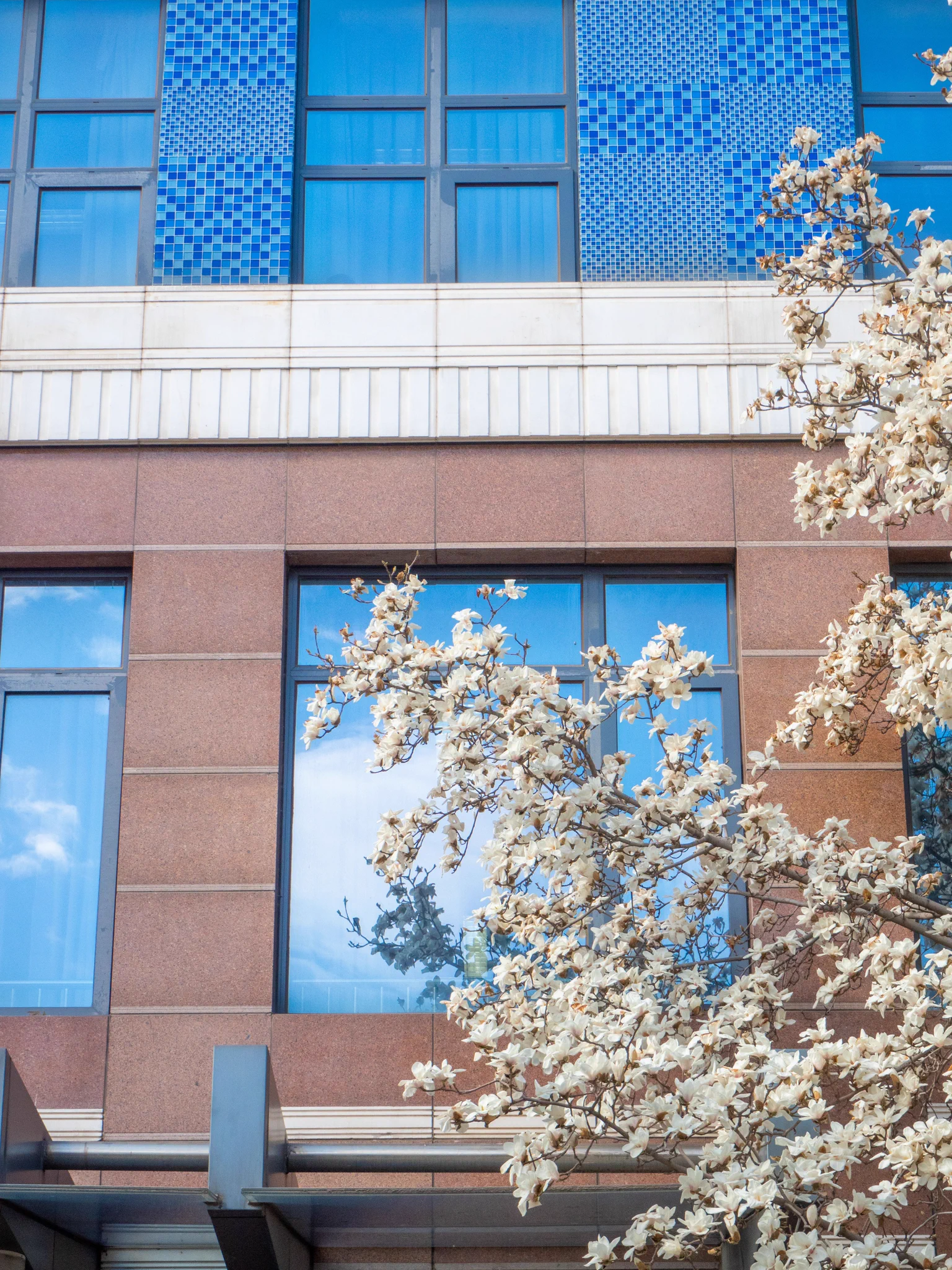 The National #Museum of Modern Chinese Literature is a key hub for modern Chinese literature, with a rich collection of manuscripts, books, and relics. In #spring, the #magnolias outside add a stunning touch to the experience. #BeijingMuseums #VisitBeijing https://t.co/MBj3S0qawZ