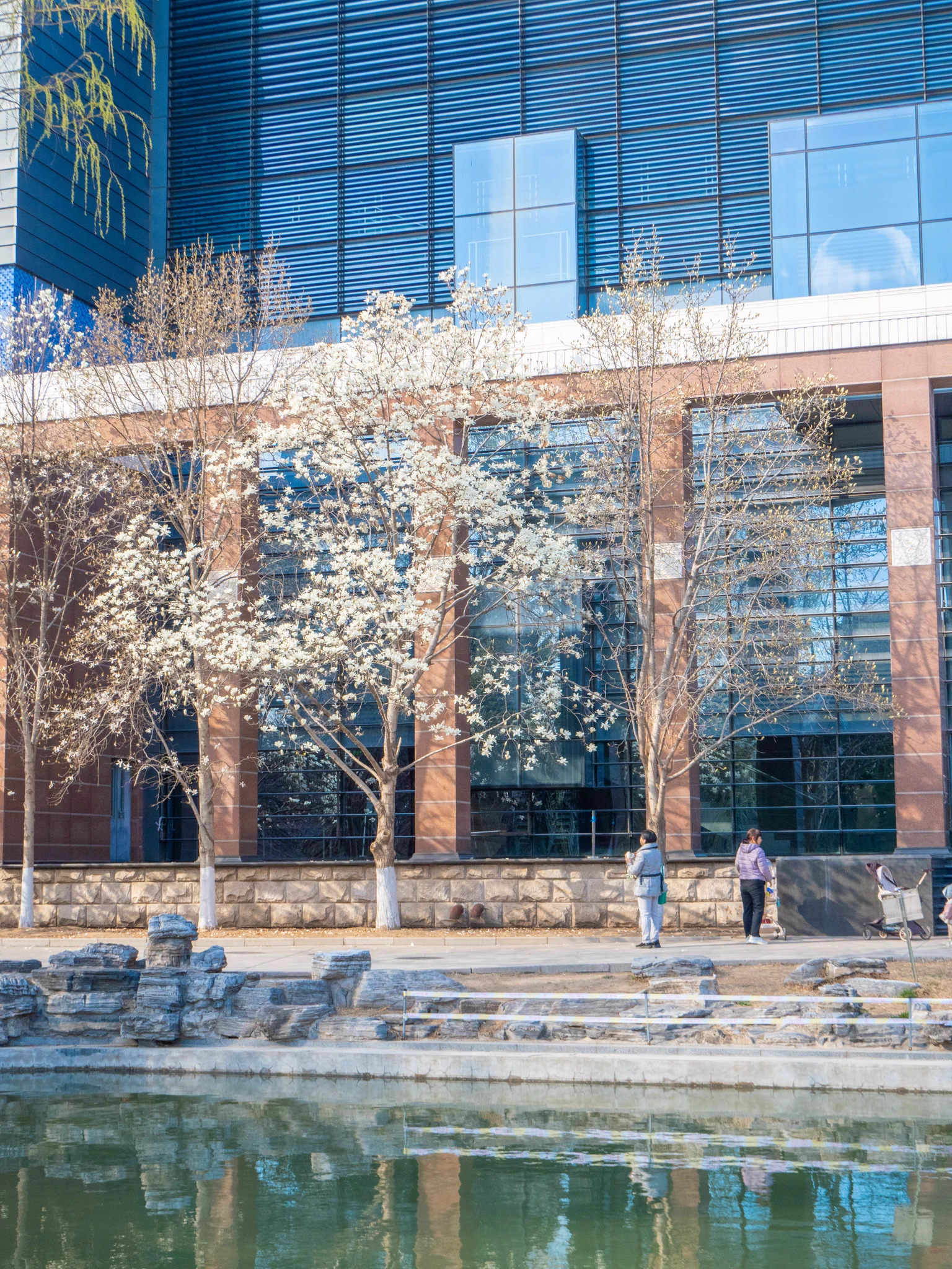 The National #Museum of Modern Chinese Literature is a key hub for modern Chinese literature, with a rich collection of manuscripts, books, and relics. In #spring, the #magnolias outside add a stunning touch to the experience. #BeijingMuseums #VisitBeijing https://t.co/MBj3S0qawZ