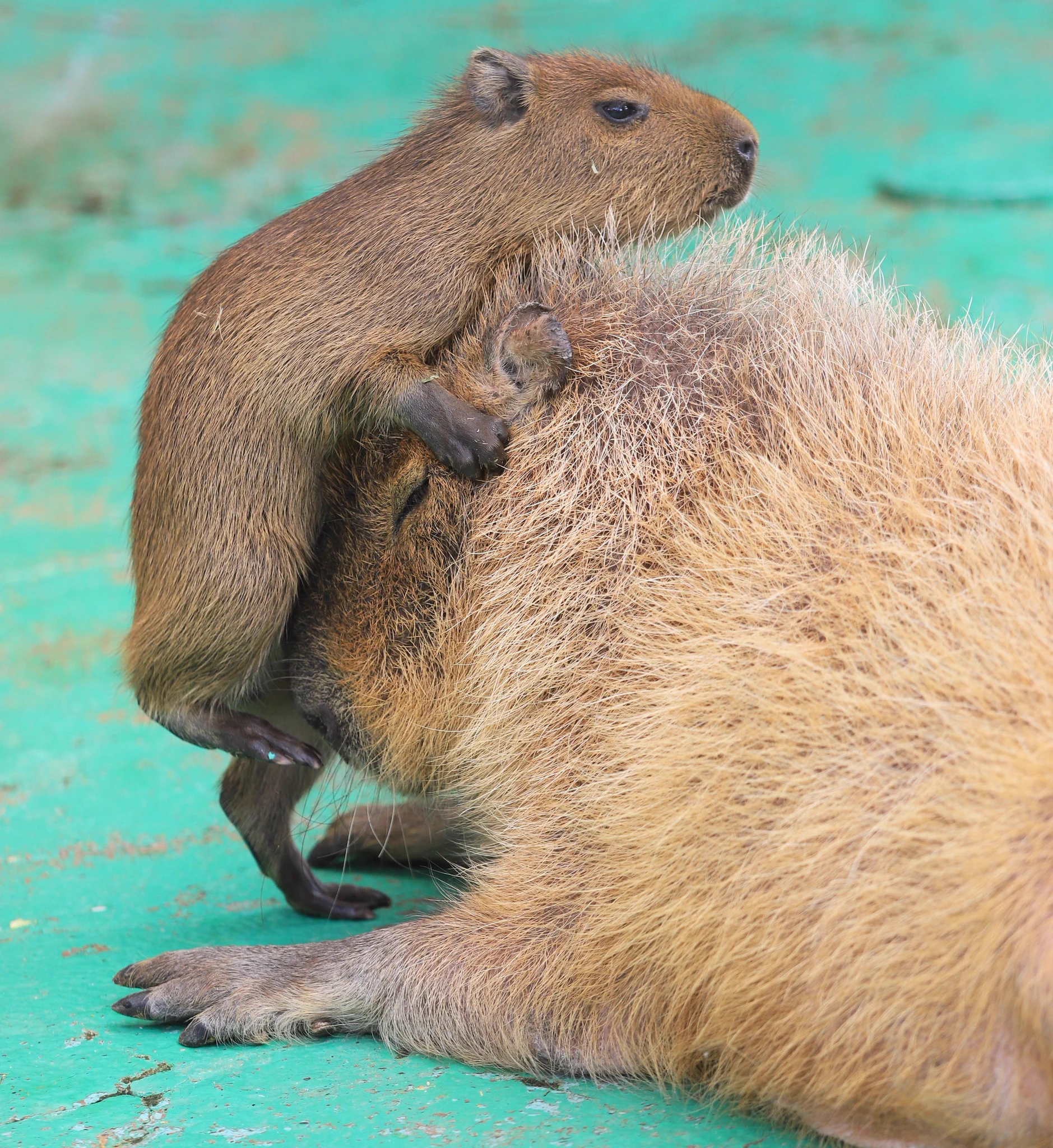 パパ、ネズミーランド行きたいー！/ ｀ ｪ）（ｴ ´ ＼ うちらもネズミだからね#カピバラ #浦安市交通公園 #新浦安 #capybara https://t.co/9Bil658g6W
