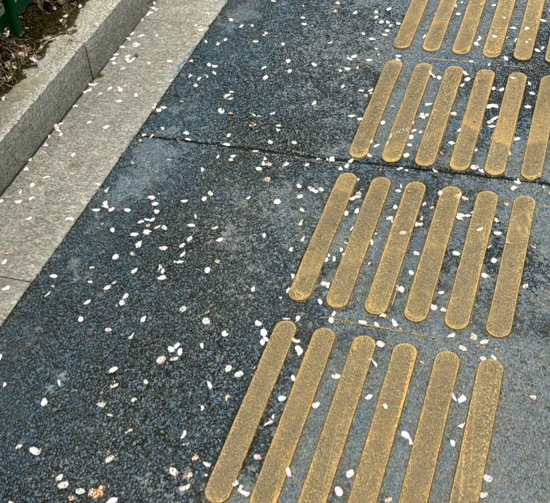 樱花很美，吹的樱花落满地，但没我的 紫s美🤭🤭 https://t.co/z33GDlX0SC