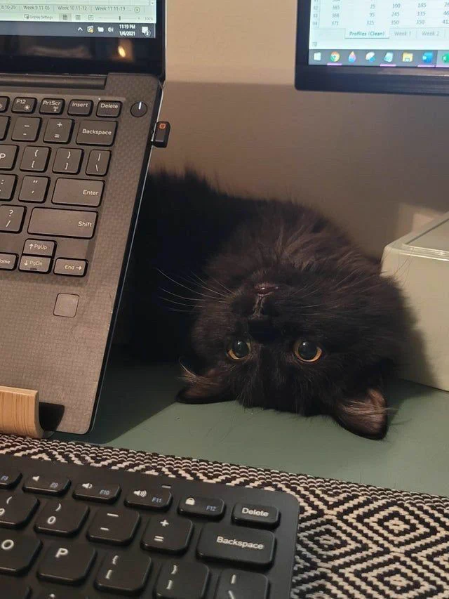 Ready to supervise your work with purr-fect attention!" 🐈‍⬛🐾 https://t.co/9I9J6p7VDH
