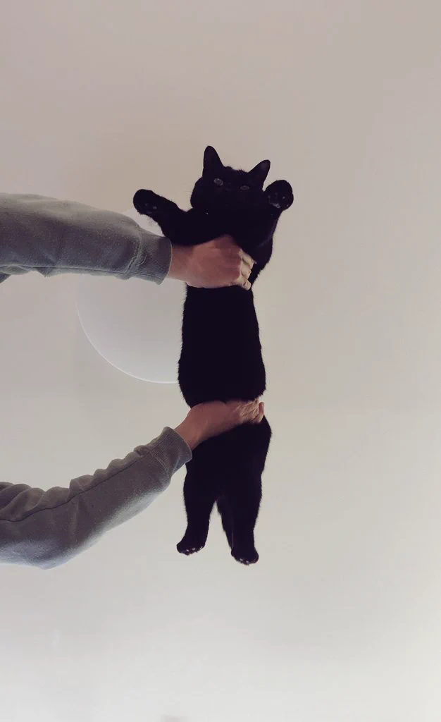 親方！空から猫ちゃんが！ https://t.co/bZop6kYu5j