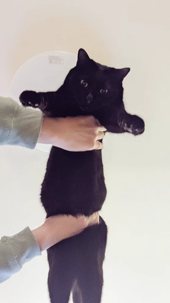 親方！空から猫ちゃんが！ https://t.co/bZop6kYu5j