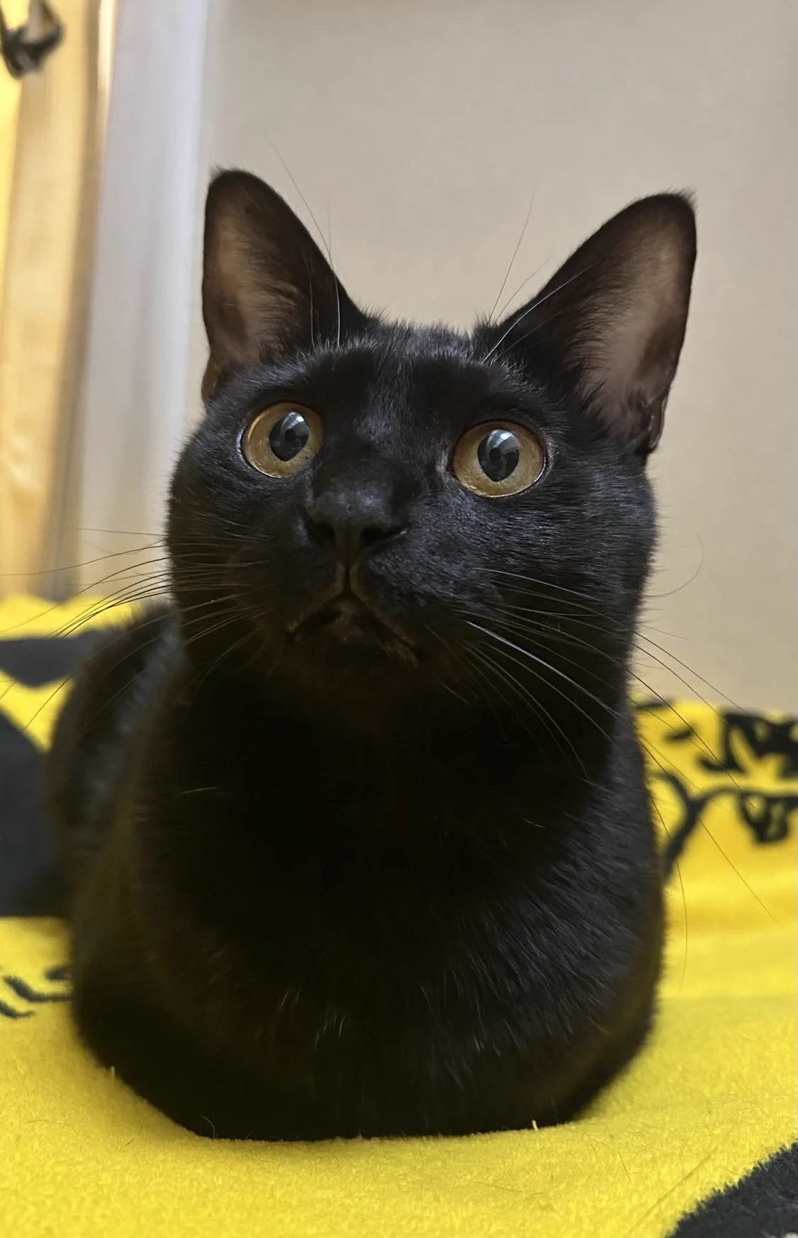 きれいな香箱座りのあずきさん#黒猫　#ねこかわいいね#猫好きさんと繋がりたい https://t.co/Fgi6WYr8xw