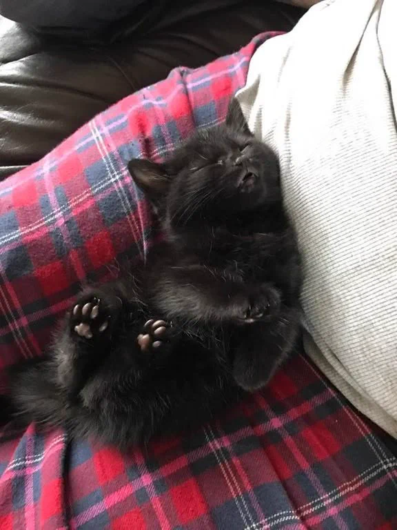 The way he is sleeping with the paws up is so cute 😻🐾 https://t.co/pyountfXKA
