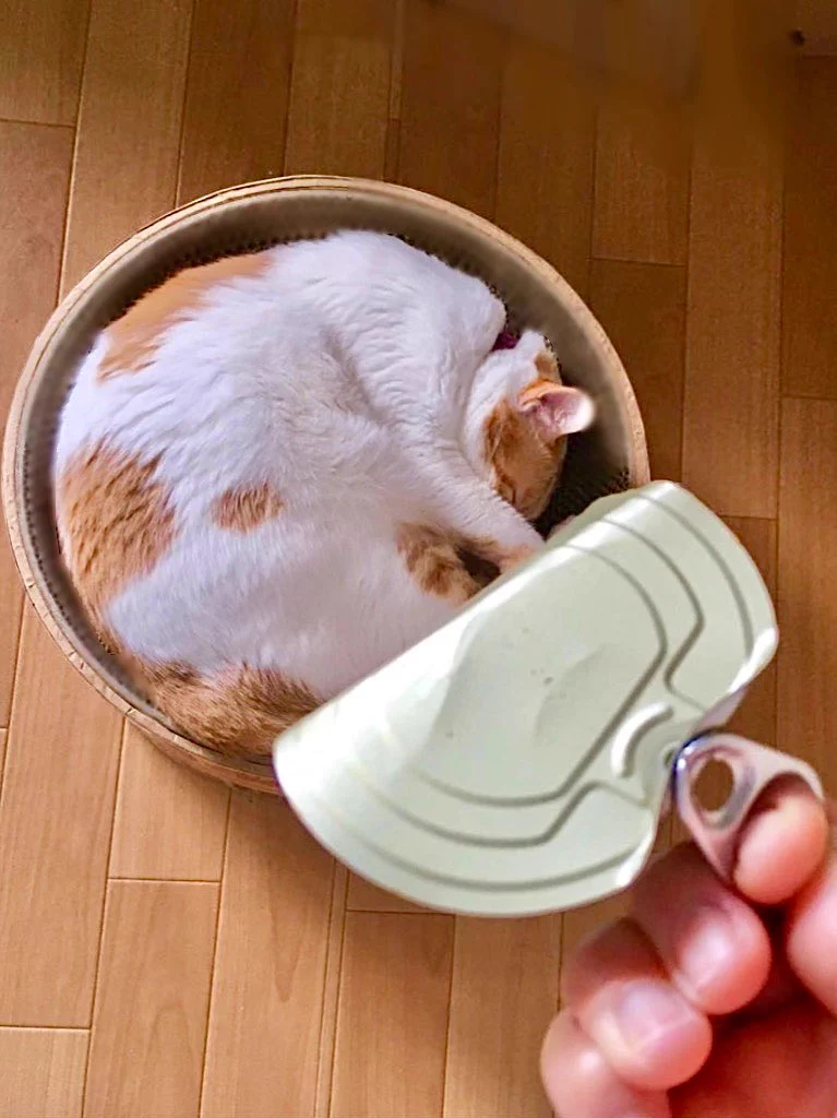 猫缶開けたら当たりだったわ#エイプリールフール https://t.co/WnP5OzgyUj
