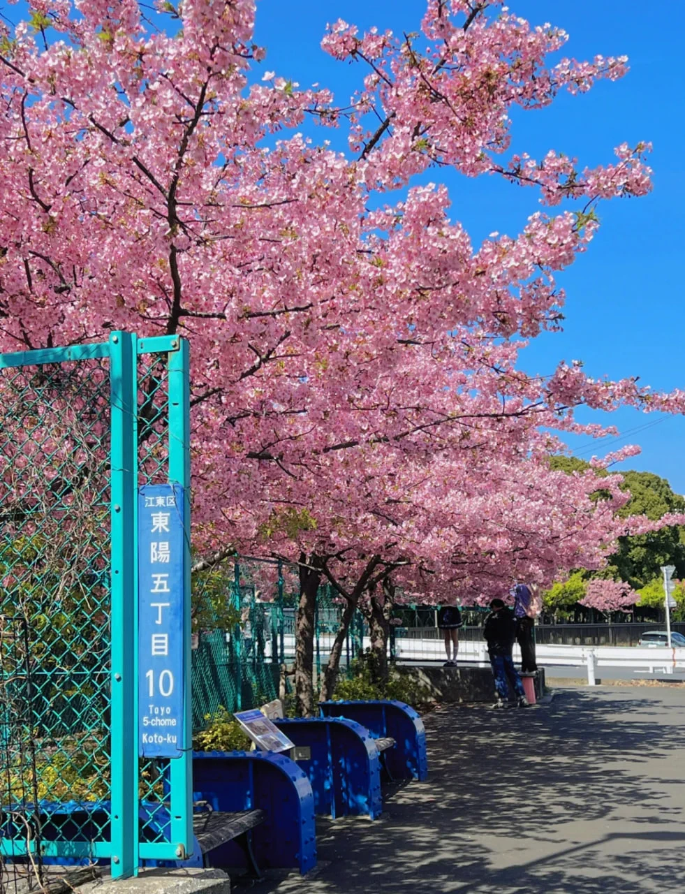 最近東京的櫻花開的非常美麗有人約拍照嗎 在日台灣人 🌸🌸最近有要過來東京出差旅行的哥哥也可以找我喔~我可以做你的翻譯🥰#東京櫻花 #中日語翻譯 #東京旅行 #東京出差 #tokyo https://t.co/5b7jxroSd6