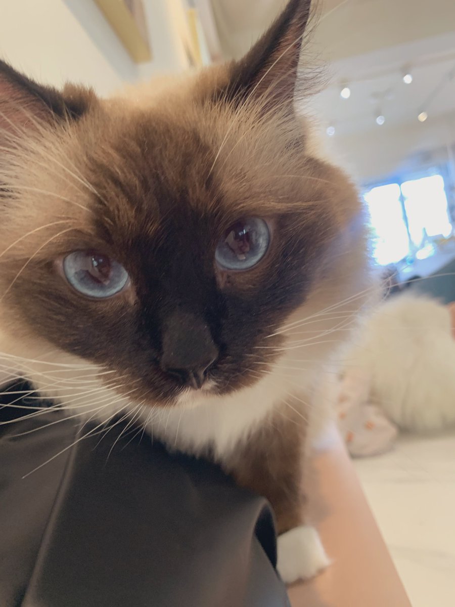 再次造訪貓貓餐廳！ https://t.co/2Sxk1ckyl9