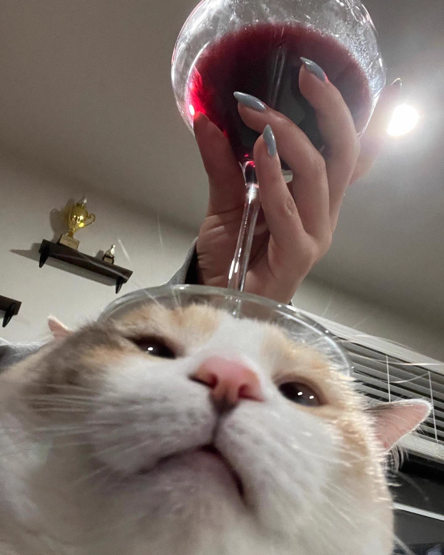 我也想要猫猫杯拖… https://t.co/9zNCEloAx3