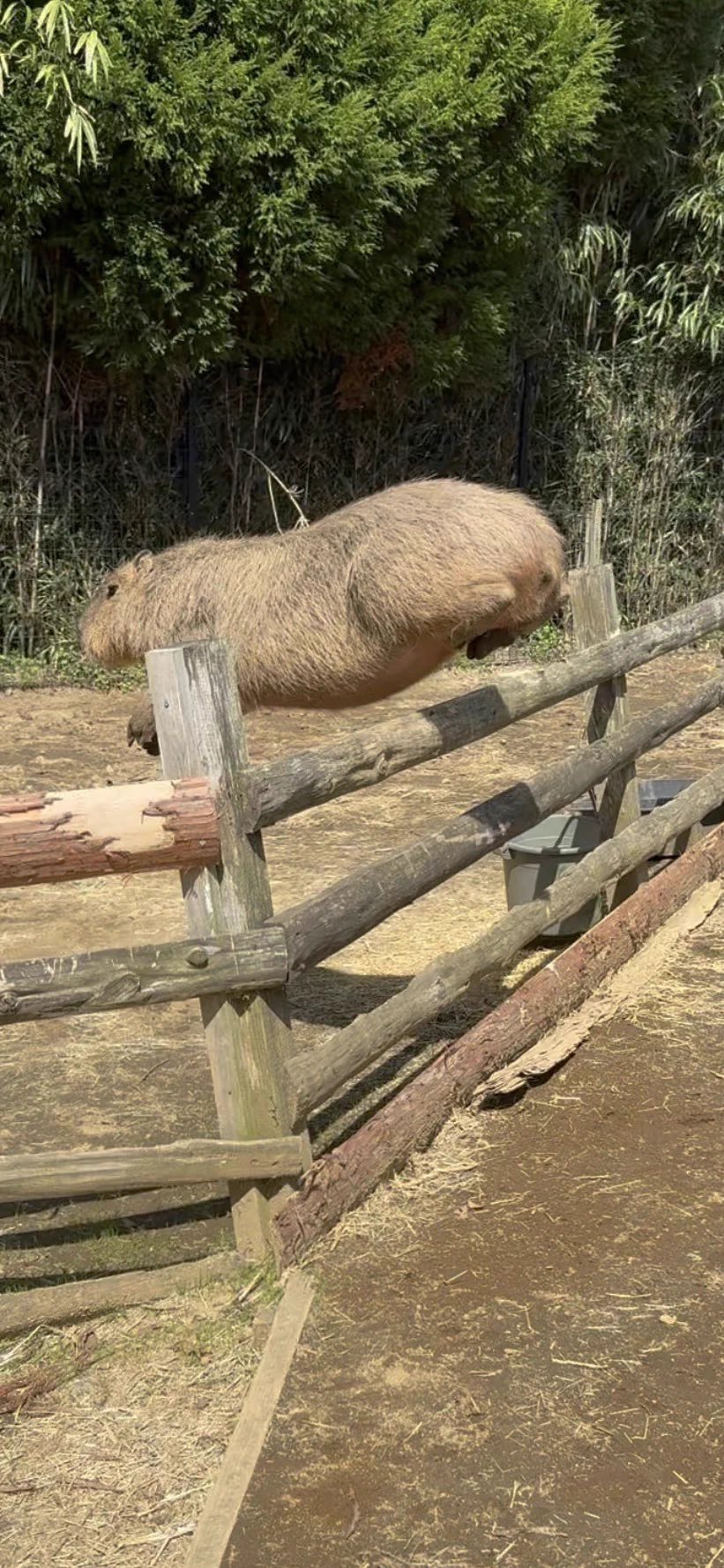 今日も飛びます❣️#てる君#南阿蘇ふれあい動物園フェアリーテール https://t.co/xxvkLUIOLb