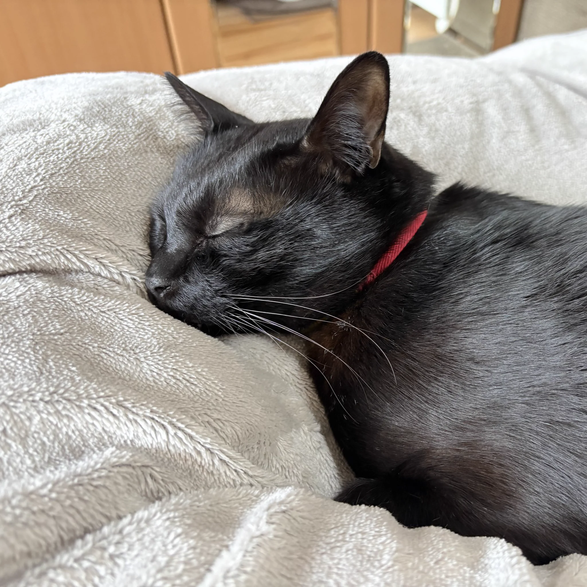 早起きしたので、お昼まで寝ます🐈‍⬛ https://t.co/SmIeGFTRsi