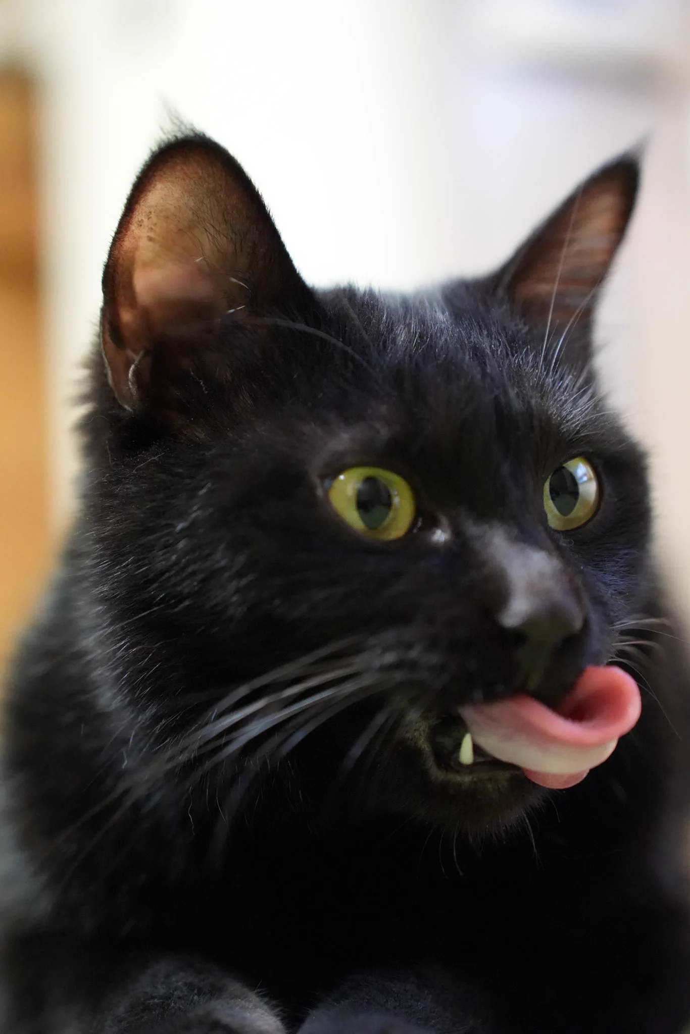 ベロがベローン(長)#猫 #黒猫 https://t.co/48ZOuVn6Tc