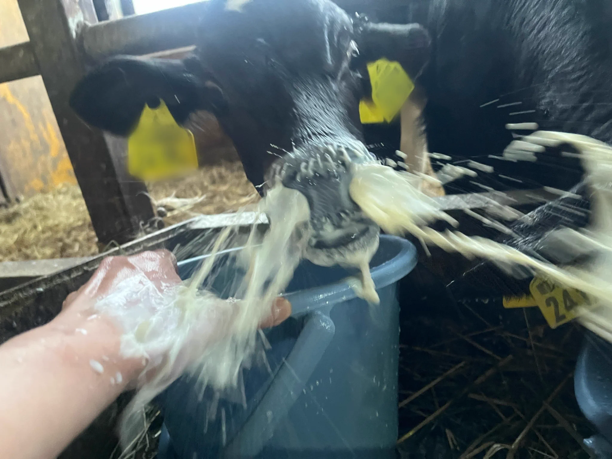 また今日も。鼻だいじょぶ？痛くないの？ https://t.co/HwYINdJNUx