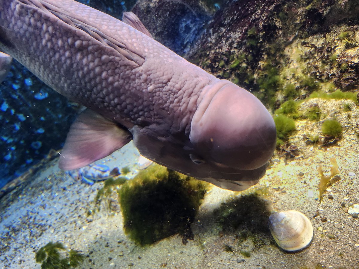昨日水族館で見たコブダイさん顔可愛いけど撮り方間違えた気がする… https://t.co/ICJQmpl8AY