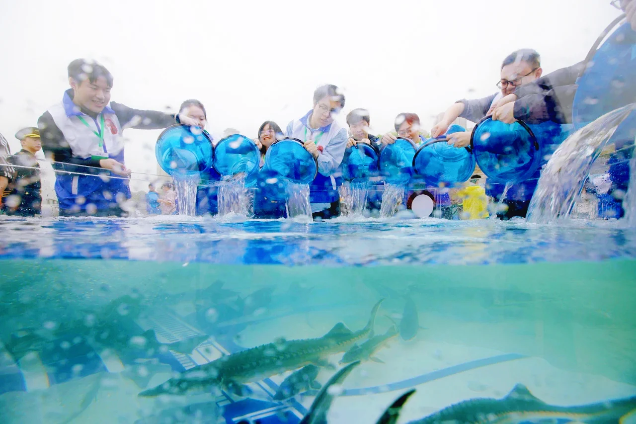 #HomeGuardianRecently, more than 220,000 second-generation Chinese sturgeons were released into the Yangtze River.The release continued a multi-tiered strategy of combining juvenile, sub-adult and adult, involving sturgeon from seven distinct age groups—the most comprehensive age diversity achieved in the program to date. The majority were juveniles born in 2024, alongside 230 sub-adults from previous years.Over the years, CTG has remained dedicated to the conservation and research of Chinese sturgeon. In 2009, CTG achieved a breakthrough in the full artificial breeding of second-generation sturgeon and reached large-scale breeding in 2022. By 2024, CTG and its partners had achieved an annual release of over one million Chinese sturgeons, setting a new record.