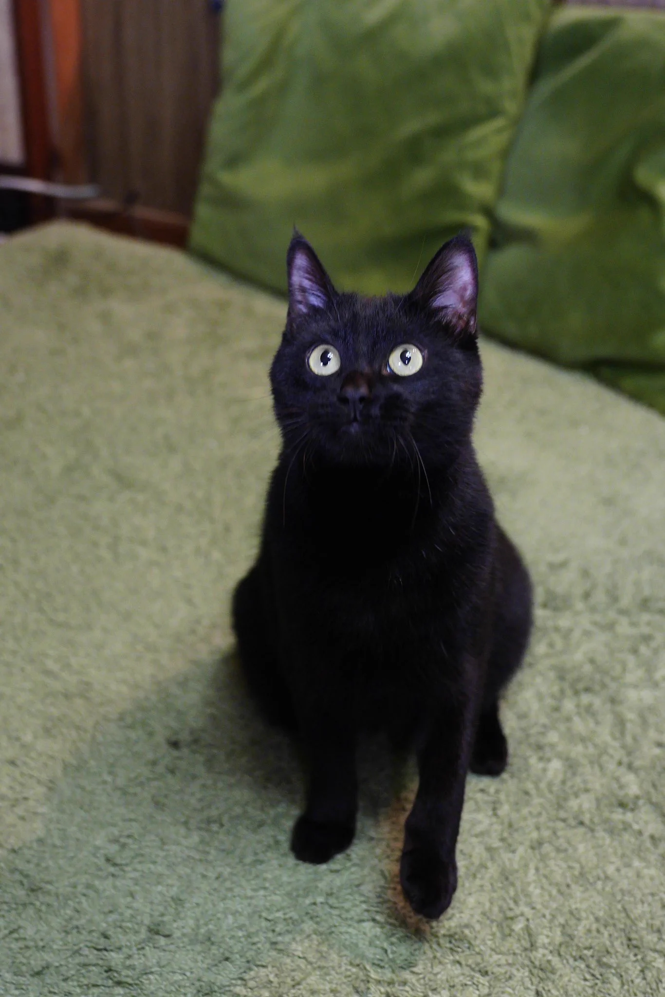 目がまん丸、耳ぴーん！#猫 #黒猫 https://t.co/WVlysmqNv8