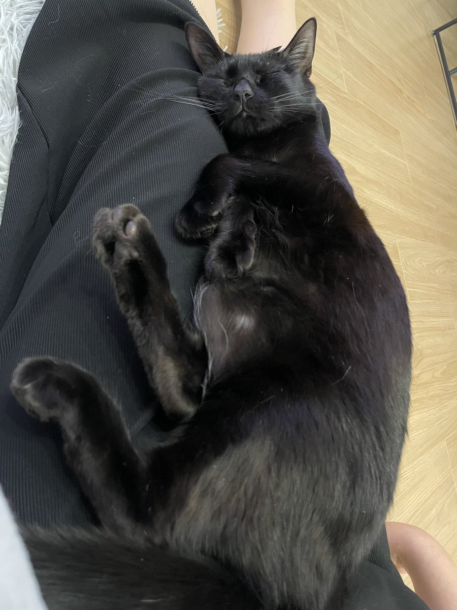 ああ猫さん…そいつは猫大学の人間ではありませんよ……そいつはよその人間です……あああ…猫さん…………………そんな顔で……ああ……………よその人間の上で……………………そんな…………………… https://t.co/fKM6GXfG2I