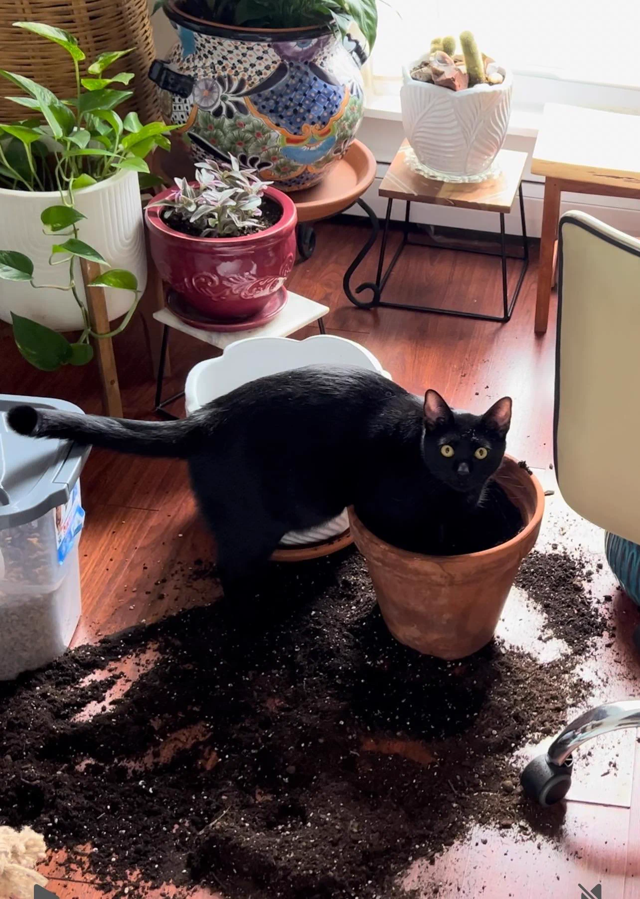 Expert Gardener. https://t.co/6c7zi010Xd