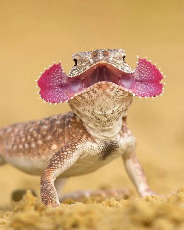 This is the Secret Toadhead Agama, a lizard native to the deserts of Central Asia.To ward off predators, it displays its vivid pink mouth flaps and emits a loud hiss.[📸 Milan Zygmunt] https://t.co/gxqLgj1e1M