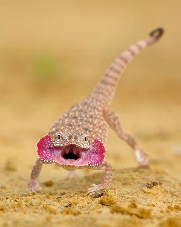 This is the Secret Toadhead Agama, a lizard native to the deserts of Central Asia.To ward off predators, it displays its vivid pink mouth flaps and emits a loud hiss.[📸 Milan Zygmunt] https://t.co/gxqLgj1e1M