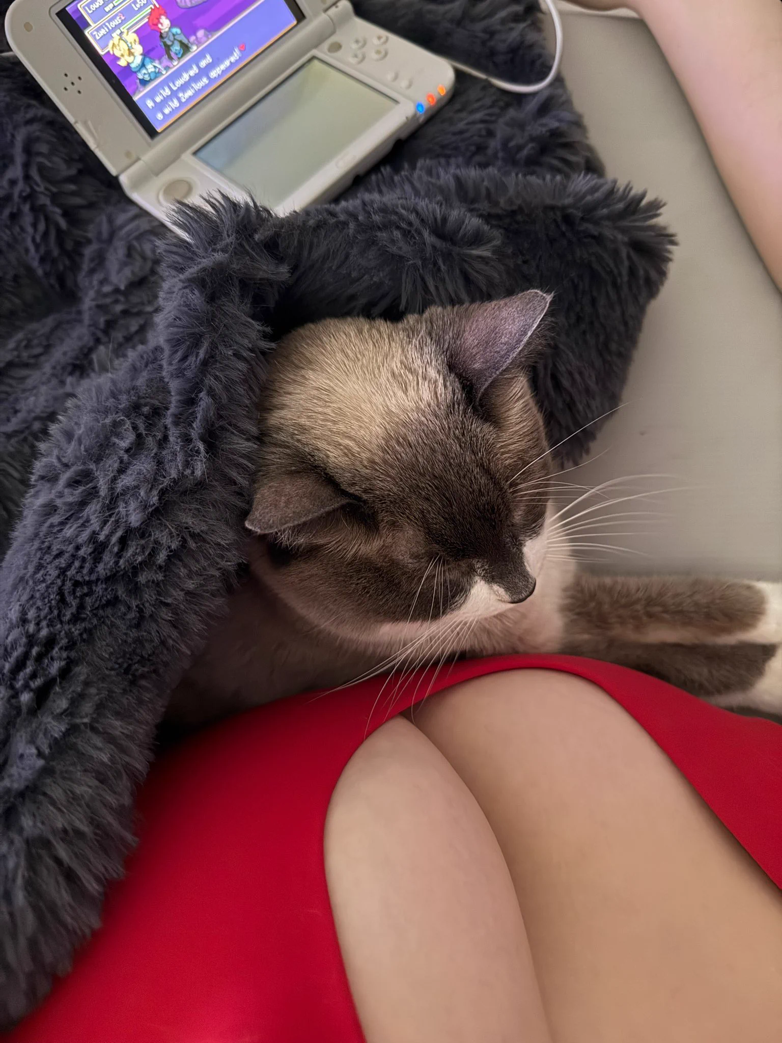 my cuddle buddy 💗 https://t.co/2DLyBNCQq2