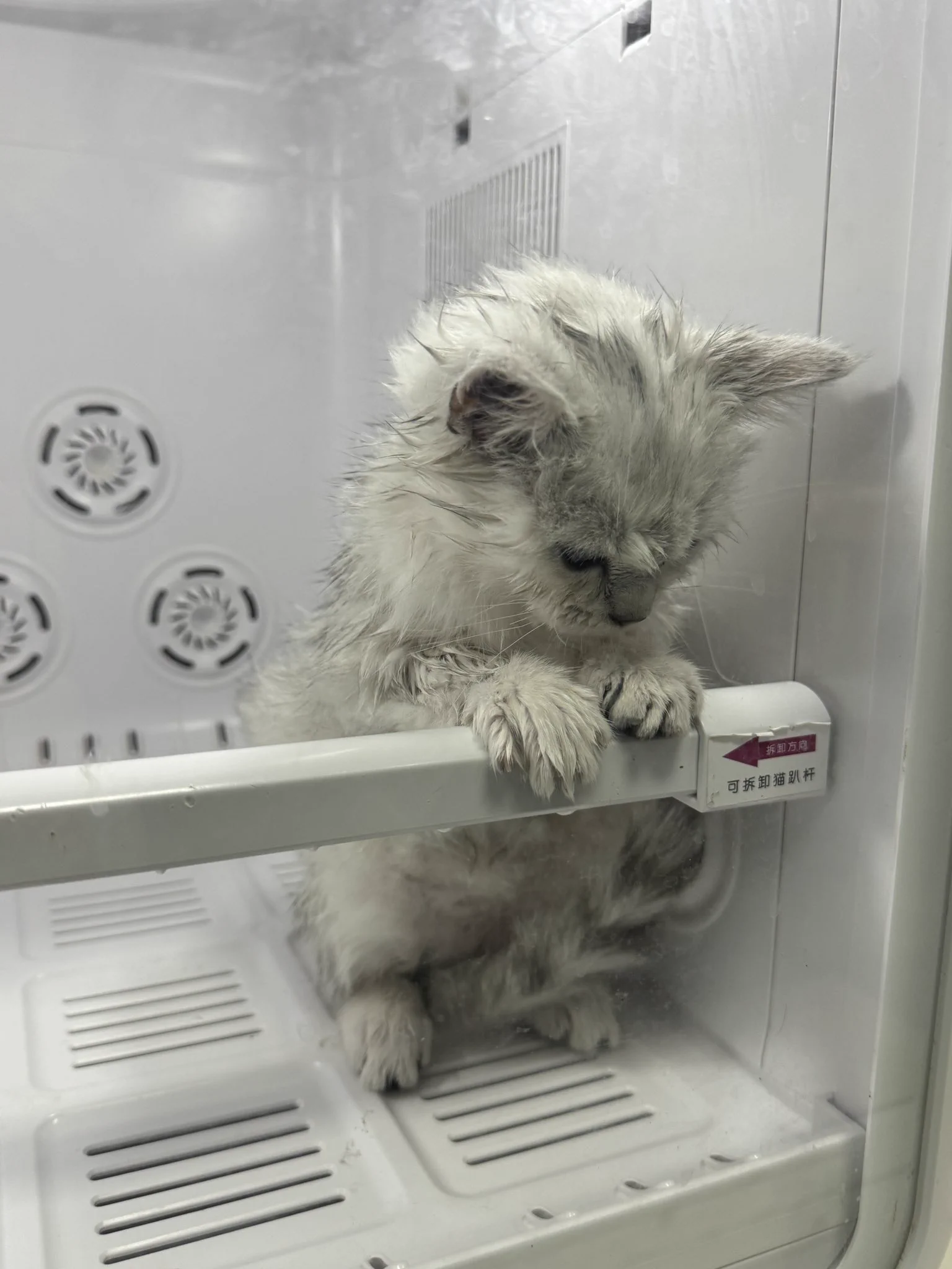 小猫生病了 好心疼他 https://t.co/mGpbjmRTGG