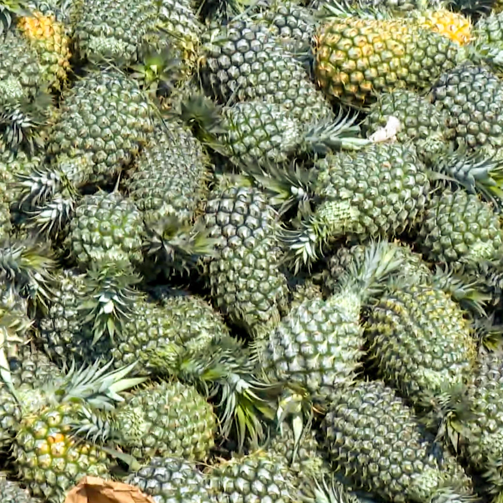 🍍🍍🍍Meet the hardworking heroes of Xiangyuan Fruit & Vegetable Farmers' Cooperative, #Qionghai, #Hainan. 🧑‍🌾Workers carrying baskets harvest 6.6 hectares of hand-torn pineapples, ready to hit supermarkets nationwide via cold chain logistics. At 0.7 USD/kg, this golden crop promises a 200,000 USD income boost for the community. #FarmToTable #SustainableAgri #TropicalDelight
