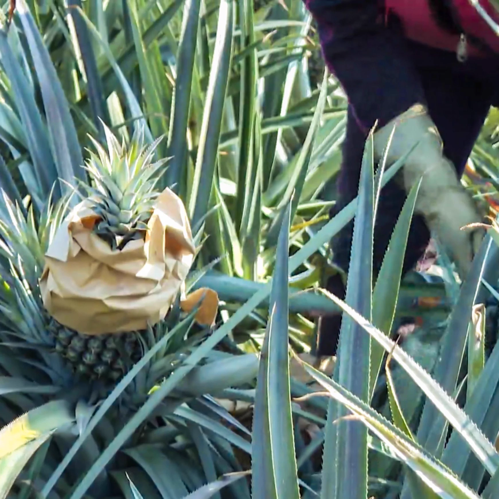 🍍🍍🍍Meet the hardworking heroes of Xiangyuan Fruit & Vegetable Farmers' Cooperative, #Qionghai, #Hainan. 🧑‍🌾Workers carrying baskets harvest 6.6 hectares of hand-torn pineapples, ready to hit supermarkets nationwide via cold chain logistics. At 0.7 USD/kg, this golden crop promises a 200,000 USD income boost for the community. #FarmToTable #SustainableAgri #TropicalDelight