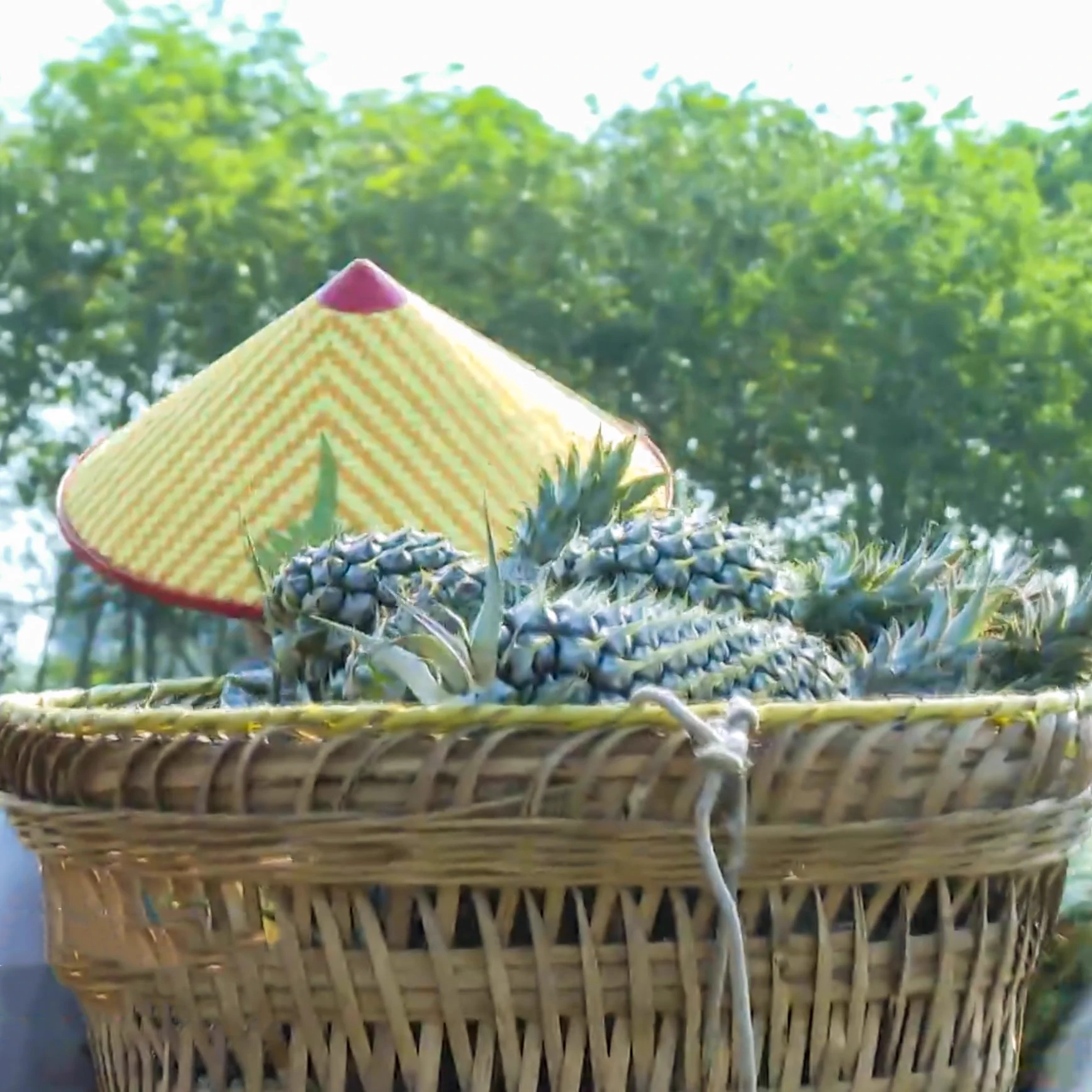 🍍🍍🍍Meet the hardworking heroes of Xiangyuan Fruit & Vegetable Farmers' Cooperative, #Qionghai, #Hainan. 🧑‍🌾Workers carrying baskets harvest 6.6 hectares of hand-torn pineapples, ready to hit supermarkets nationwide via cold chain logistics. At 0.7 USD/kg, this golden crop promises a 200,000 USD income boost for the community. #FarmToTable #SustainableAgri #TropicalDelight