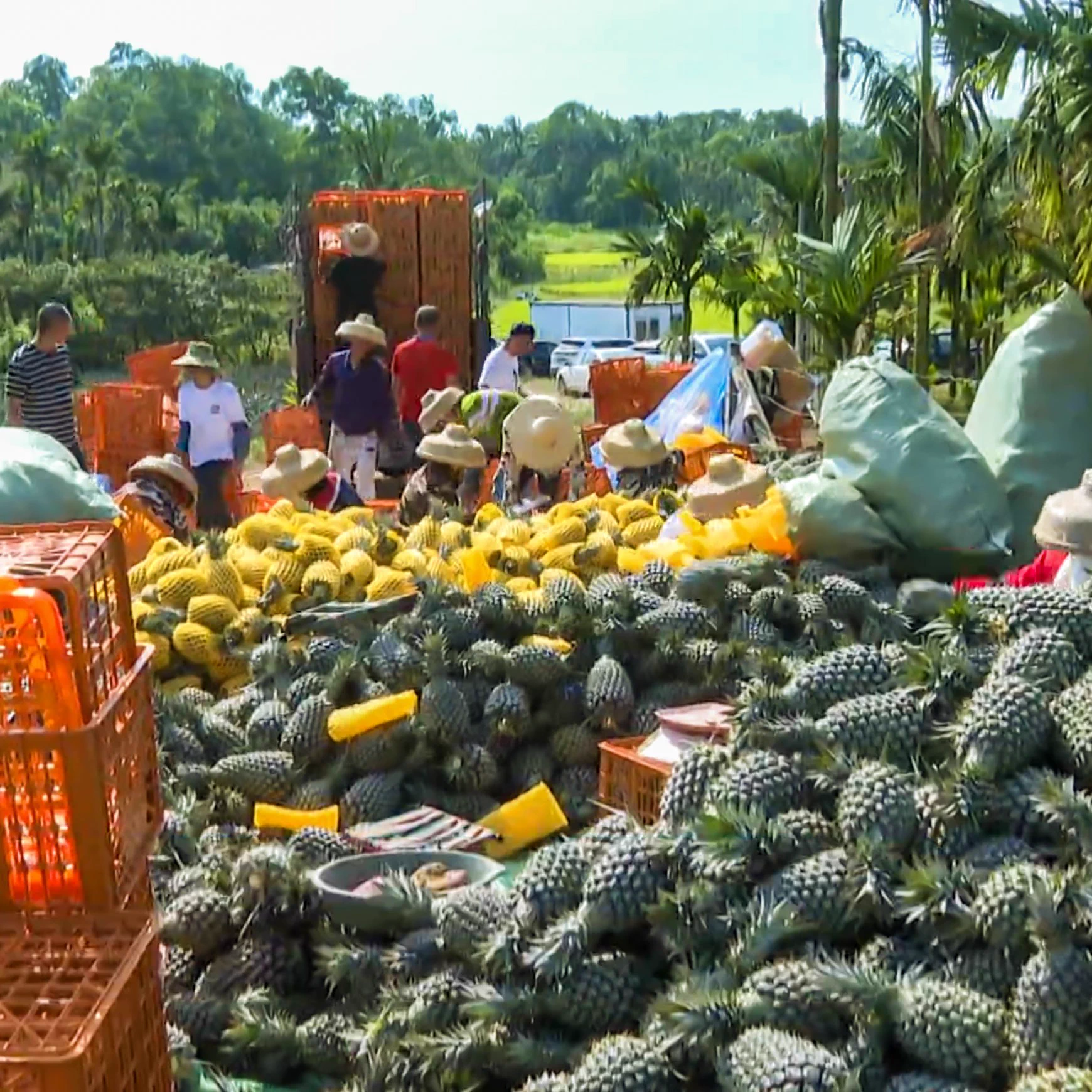 🍍🍍🍍Meet the hardworking heroes of Xiangyuan Fruit & Vegetable Farmers' Cooperative, #Qionghai, #Hainan. 🧑‍🌾Workers carrying baskets harvest 6.6 hectares of hand-torn pineapples, ready to hit supermarkets nationwide via cold chain logistics. At 0.7 USD/kg, this golden crop promises a 200,000 USD income boost for the community. #FarmToTable #SustainableAgri #TropicalDelight