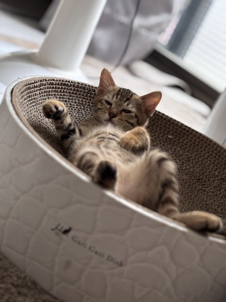 今天歐嗲有跟我親近一點🤏 https://t.co/9HhTX8aRW5