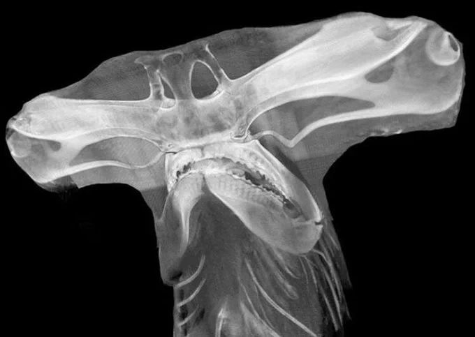 What an X-ray of a hammerhead shark would look like https://t.co/CR4KXh1Jyj