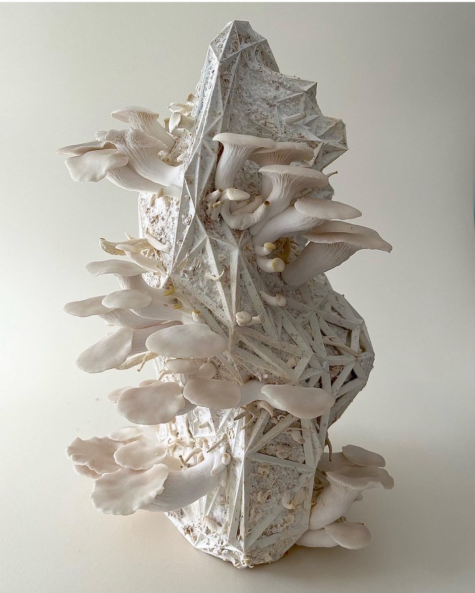 菌糸たぬきの置物

ワイヤーフレーム内に菌糸を詰め込む
明暗、温度、湿度を管理

美しい平茸が生える https://t.co/qcTKt6hUH4