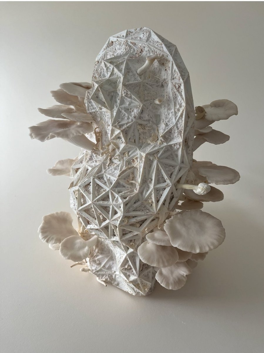 菌糸たぬきの置物

ワイヤーフレーム内に菌糸を詰め込む
明暗、温度、湿度を管理

美しい平茸が生える https://t.co/qcTKt6hUH4