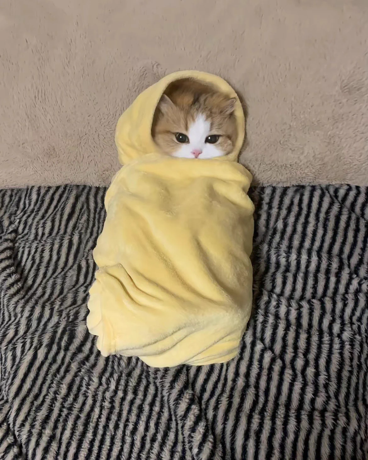Purrito 🐱🌯 https://t.co/eUguPyAzkS